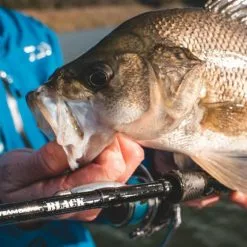 DAIWA TD BLACK MOTHER 792XXH-SB SWIMBAIT ROD -Cheap Line Store 1518 2